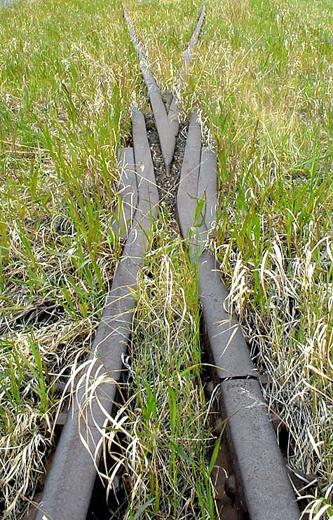 Curved Frog in the Grass