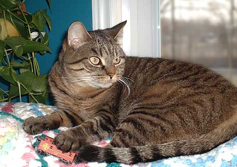 Russ' kitty cat